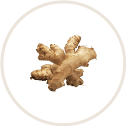 Ginger Root