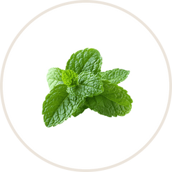 Spearmint Extract
