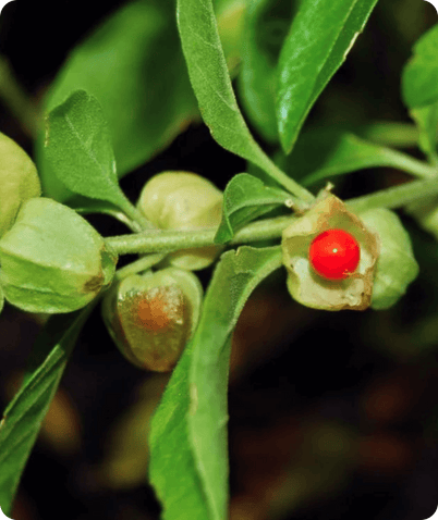 Ashwagandha