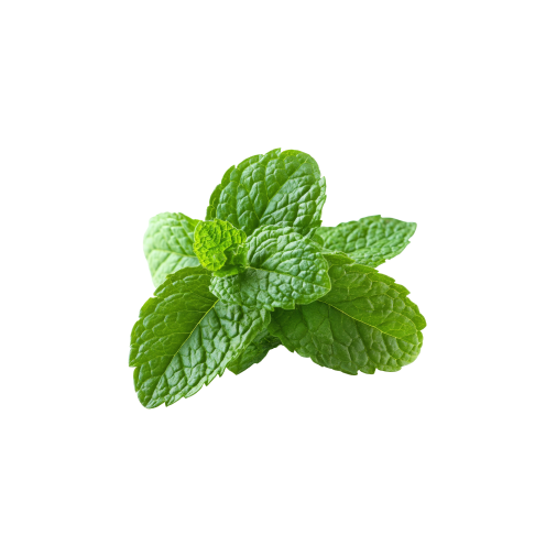 Spearmint Extract